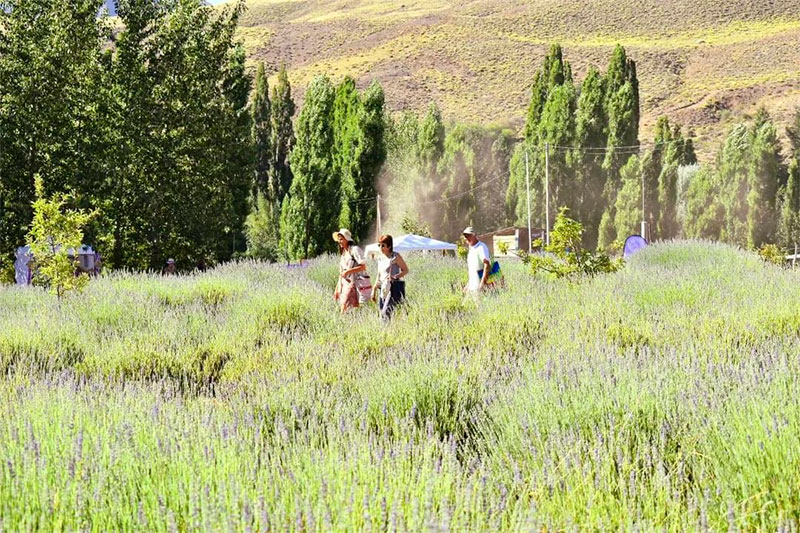 Lee más sobre el artículo Festival de Lavanda en Villa Llanquin