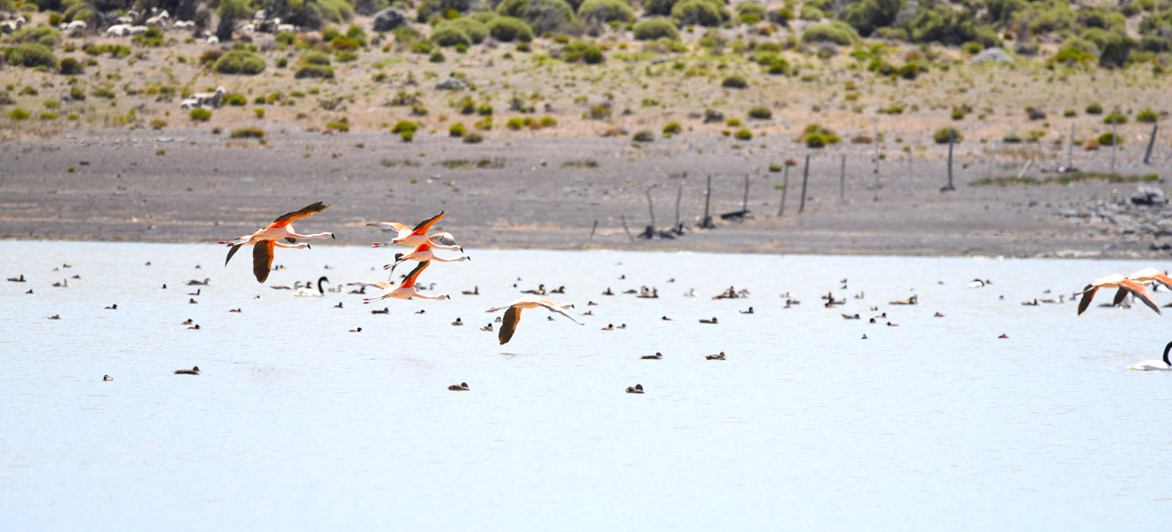 corredor-12-tematico-avifauna-slide