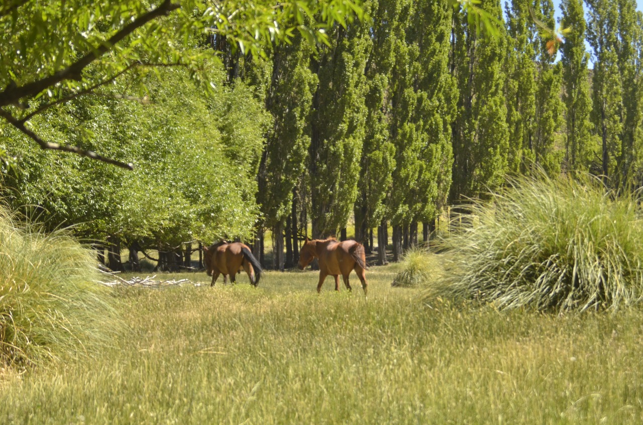 Foto Campo 2