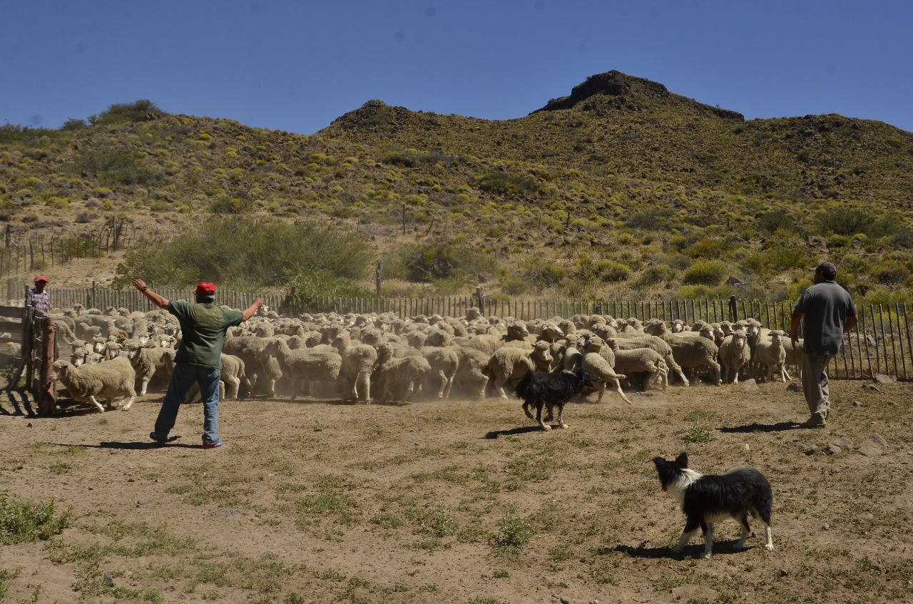 Foto campo 1